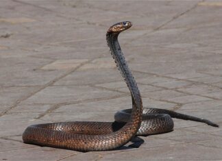 Czy w Australii jest dużo węży?